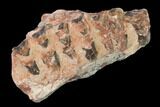 Oreodont (Merycoidodon) Jaw Section - South Dakota #157418-1